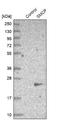 Sperm mitochondrial-associated cysteine-rich protein antibody, NBP1-81252, Novus Biologicals, Western Blot image 