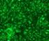 CD207 Molecule antibody, DDX0360A647-100, Novus Biologicals, Western Blot image 
