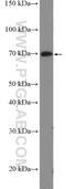 Ubiquitin Associated And SH3 Domain Containing B antibody, 19563-1-AP, Proteintech Group, Western Blot image 