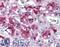 Regulating synaptic membrane exocytosis protein 2 antibody, LS-B4710, Lifespan Biosciences, Immunohistochemistry frozen image 
