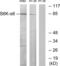 Ribosomal Protein S6 Kinase A6 antibody, abx013844, Abbexa, Western Blot image 
