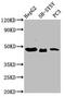 Divergent Protein Kinase Domain 2B antibody, CSB-PA887998LA01HU, Cusabio, Western Blot image 