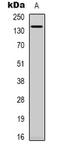 Spermatogenic Leucine Zipper 1 antibody, orb339021, Biorbyt, Western Blot image 