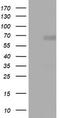 NUMB Endocytic Adaptor Protein antibody, TA802212, Origene, Western Blot image 