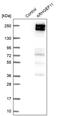 Rho Guanine Nucleotide Exchange Factor 11 antibody, PA5-52776, Invitrogen Antibodies, Western Blot image 