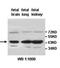 AlkB Homolog 1, Histone H2A Dioxygenase antibody, orb77977, Biorbyt, Western Blot image 