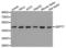 Septin 7 antibody, LS-C335403, Lifespan Biosciences, Western Blot image 
