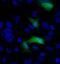 V5 epitope tag antibody, MA5-15253-D488, Invitrogen Antibodies, Immunofluorescence image 