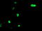 LIM/homeobox protein Lhx1 antibody, TA504534, Origene, Immunofluorescence image 