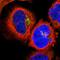 LCK Proto-Oncogene, Src Family Tyrosine Kinase antibody, HPA003494, Atlas Antibodies, Immunofluorescence image 