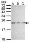 Brain Expressed X-Linked 3 antibody, GTX102376, GeneTex, Western Blot image 