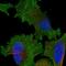 Kinetochore-associated protein 1 antibody, PA5-55234, Invitrogen Antibodies, Immunofluorescence image 