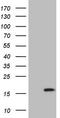 BTG Anti-Proliferation Factor 2 antibody, LS-C791496, Lifespan Biosciences, Western Blot image 