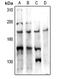 Protein Tyrosine Phosphatase Receptor Type K antibody, GTX55884, GeneTex, Western Blot image 