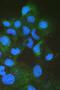 Fatty Acid Binding Protein 2 antibody, PB9943, Boster Biological Technology, Immunofluorescence image 