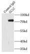 Gamma-glutamylcysteine synthetase antibody, FNab03386, FineTest, Immunoprecipitation image 