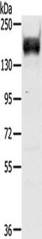 RAS Protein Activator Like 2 antibody, TA350328, Origene, Western Blot image 