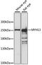 Myosin Heavy Chain 13 antibody, LS-C749614, Lifespan Biosciences, Western Blot image 