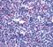 Leukotriene B4 receptor 2 antibody, NLS2099, Novus Biologicals, Immunohistochemistry paraffin image 