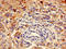 Engulfment and cell motility protein 3 antibody, LS-C672523, Lifespan Biosciences, Immunohistochemistry paraffin image 