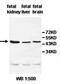 ALG2 Alpha-1,3/1,6-Mannosyltransferase antibody, orb77944, Biorbyt, Western Blot image 