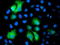 Phosphoglycerate Mutase 2 antibody, TA503425, Origene, Immunofluorescence image 