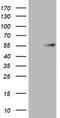 Keratin 20 antibody, TA802663BM, Origene, Western Blot image 
