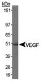 VEGF antibody, TA336482, Origene, Western Blot image 