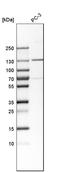 Tyrosine Kinase 2 antibody, HPA005157, Atlas Antibodies, Western Blot image 