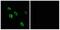 G Protein-Coupled Receptor 27 antibody, A15225, Boster Biological Technology, Immunofluorescence image 
