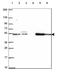 EP400 N-terminal-like protein antibody, HPA068417, Atlas Antibodies, Western Blot image 