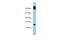 B9 Domain Containing 2 antibody, A11241, Boster Biological Technology, Western Blot image 
