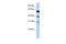 LysM Domain Containing 4 antibody, 26-728, ProSci, Western Blot image 