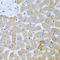 Protein O-Linked Mannose N-Acetylglucosaminyltransferase 1 (Beta 1,2-) antibody, 23-956, ProSci, Immunohistochemistry frozen image 