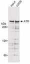 ATR Serine/Threonine Kinase antibody, PA1-20141, Invitrogen Antibodies, Western Blot image 