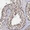 Cilia And Flagella Associated Protein 46 antibody, HPA038034, Atlas Antibodies, Immunohistochemistry paraffin image 