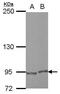 E2F Transcription Factor 8 antibody, PA5-29479, Invitrogen Antibodies, Western Blot image 