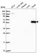 Rho GTPase Activating Protein 27 antibody, HPA053053, Atlas Antibodies, Western Blot image 