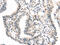 Thromboxane A2 Receptor antibody, CSB-PA550037, Cusabio, Immunohistochemistry paraffin image 
