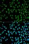 Cystatin-8 antibody, orb49127, Biorbyt, Immunofluorescence image 