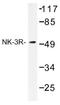 Tachykinin Receptor 3 antibody, AP01273PU-N, Origene, Western Blot image 