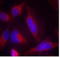 Fms Related Tyrosine Kinase 3 antibody, TA310052, Origene, Immunofluorescence image 