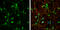 Metabotropic glutamate receptor 3 antibody, GTX108212, GeneTex, Immunofluorescence image 