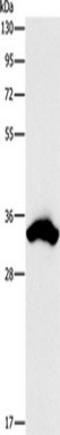 Cell Division Cycle Associated 8 antibody, TA349548, Origene, Western Blot image 