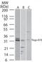 NUS1 Dehydrodolichyl Diphosphate Synthase Subunit antibody, TA337091, Origene, Western Blot image 
