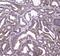 Htra antibody, PA5-79419, Invitrogen Antibodies, Immunohistochemistry paraffin image 