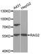 Recombination Activating 2 antibody, orb167458, Biorbyt, Western Blot image 