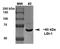 Leucine Rich Glioma Inactivated 1 antibody, NBP2-42190, Novus Biologicals, Western Blot image 