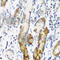 N(Alpha)-Acetyltransferase 60, NatF Catalytic Subunit antibody, A7386, ABclonal Technology, Immunohistochemistry paraffin image 