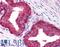 Breast Carcinoma Amplified Sequence 1 antibody, LS-B271, Lifespan Biosciences, Immunohistochemistry frozen image 
